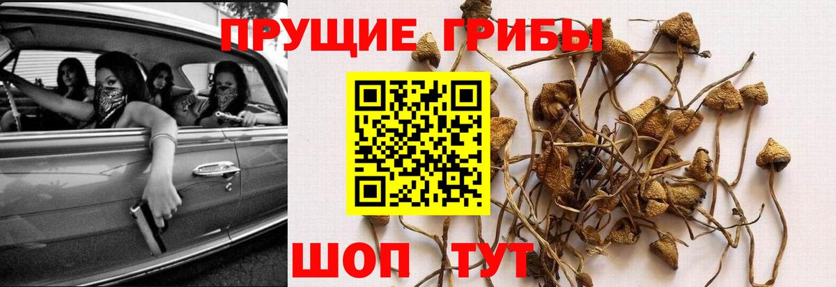 Галлюциногенные грибы прущие грибы Орехово-Зуево